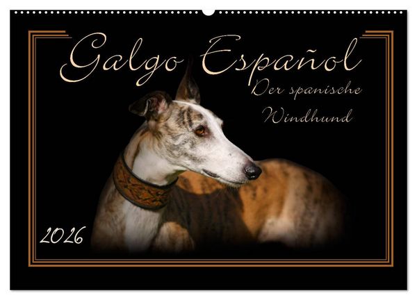 Galgo Español 2026- Der spanische Windhund (Wandkalender 2026 DIN A2 quer), CALVENDO Monatskalender
