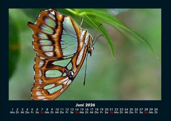 Produktbild: Bunte Pracht der Schmetterlinge 2026 Fotokalender DIN A4