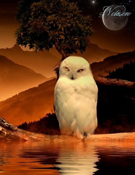 Produktbild: Fantasy Notizbuch: Schneeeule - wei&szlig;e Seiten mit Eckmotiv