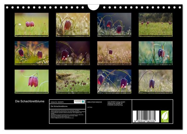 Produktbild: Die Schachbrettblume (Wandkalender 2026 DIN A4 quer), CALVENDO Monatskalender