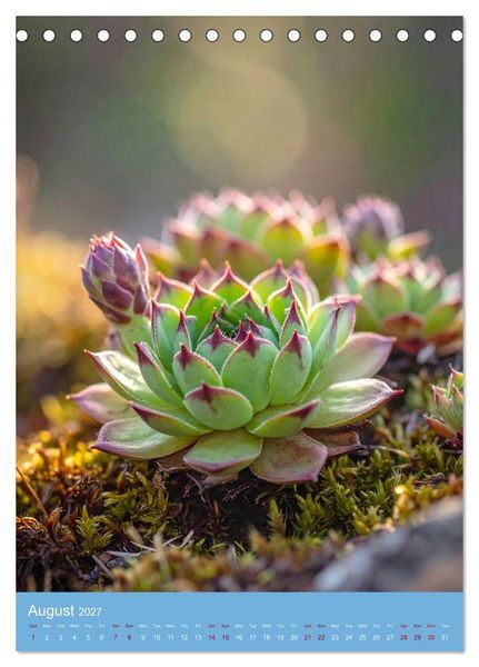 Produktbild: Succulents in Many Shapes (Desk Calendar 2027 DIN A5 portrait), CALVENDO 12 Month DeskCalendar