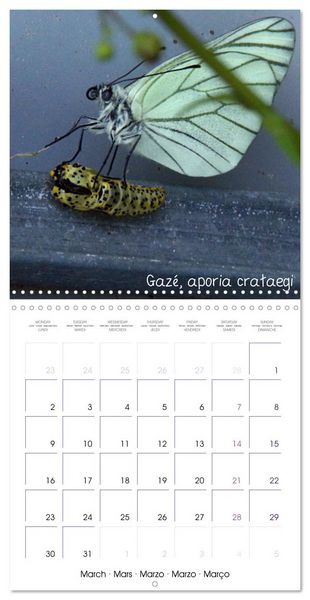 Produktbild: D&eacute;licats Papillons de nos r&eacute;gions, de France et d'Europe (Calendrier mural carr&eacute; 2026 30x30 cm) Calendrier double avec une page pour vos prises de notes