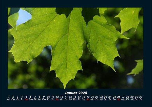 Produktbild: B&auml;ume 2025 Fotokalender DIN A4