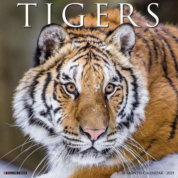 Tigers 2025 12 X 12 Wall Calendar Tierkalender Thalia