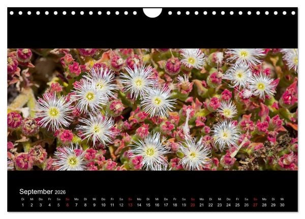 Produktbild: La Gomera - Kanarisches Naturparadies (Wandkalender 2026 DIN A4 quer), CALVENDO Monatskalender