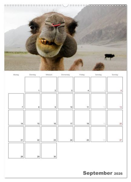 Produktbild: Kamel Portr&auml;t (hochwertiger Premium Wandkalender 2026 DIN A2 hoch), Kunstdruck in Hochglanz