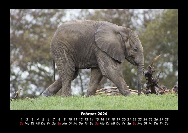 Produktbild: Der Tierkalender 2026 Fotokalender DIN A3