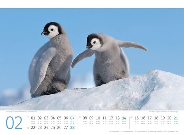 Produktbild: Pinguine Kalender 2027