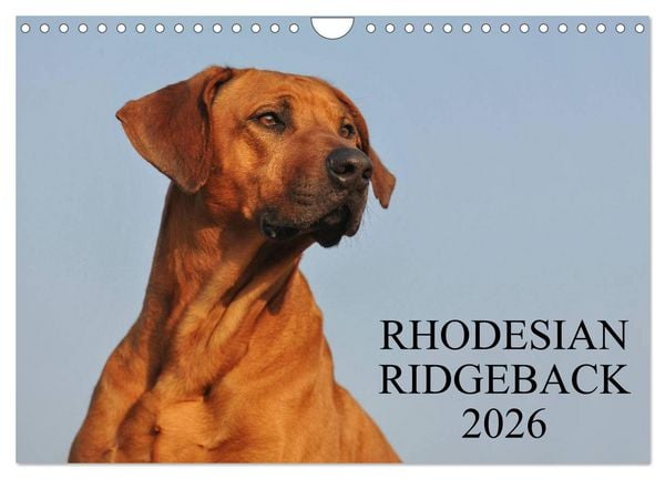 Rhodesian Ridgeback 2026 (Wandkalender 2026 DIN A4 quer), CALVENDO Monatskalender