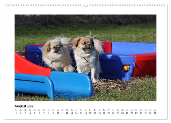 Produktbild: Tibet-Spaniel (Wandkalender 2026 DIN A2 quer), CALVENDO Monatskalender