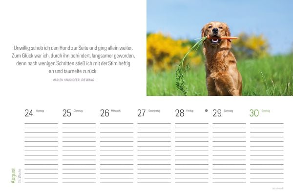Produktbild: Tischkalender Hunde 2027