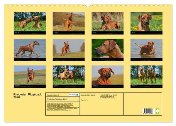 Produktbild: Rhodesian Ridgeback 2026 (Wandkalender 2026 DIN A2 quer), CALVENDO Monatskalender