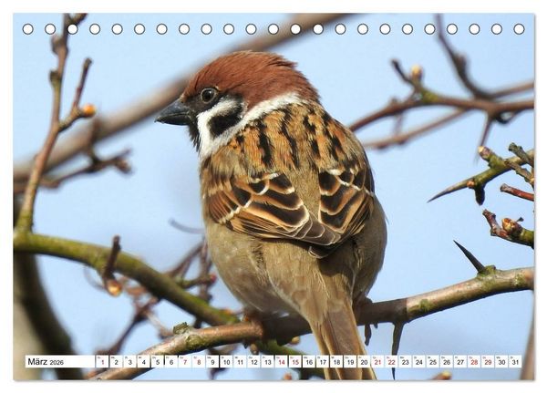 Produktbild: Vogelkalender (Tischkalender 2026 DIN A5 quer), CALVENDO Monatskalender