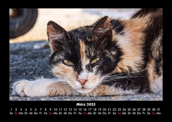 Produktbild: F&uuml;r Katzenfreunde 2025 Fotokalender DIN A3
