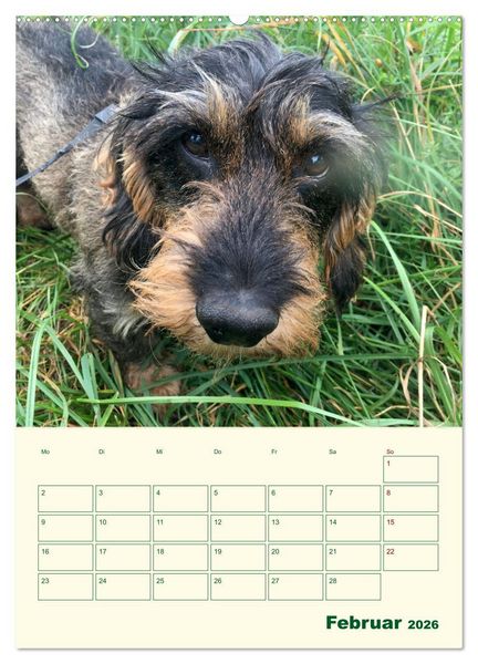 Produktbild: Schorschi &ndash; Ein Jahr mit dem bayrischen Rauhhaardackel (hochwertiger Premium Wandkalender 2026 DIN A2 hoch), Kunstdruck in Hochglanz