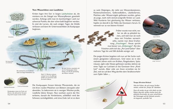 Produktbild: Wawra's Naturbuch &ndash; Unserer Natur auf der Spur, Bd. 1: S&auml;ugetiere, V&ouml;gel, Reptilien, Amphibien
