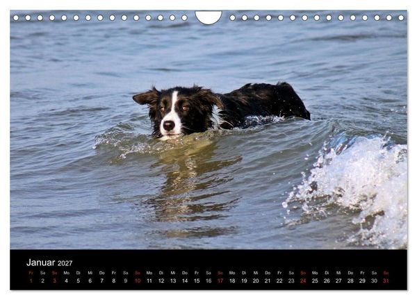 Produktbild: Border Collies machen Urlaub in D&auml;nemark (Wandkalender 2027 DIN A4 quer), CALVENDO Monatskalender