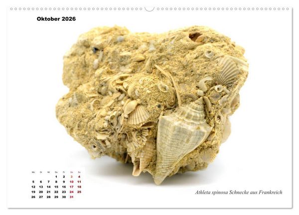 Produktbild: Fossilien - Ammoniten, Trilobiten, Erdgeschichte (hochwertiger Premium Wandkalender 2026 DIN A2 quer), Kunstdruck in Hochglanz