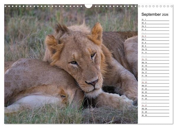 Produktbild: S&uuml;dafrika - Big 5 und mehr (Wandkalender 2026 DIN A3 quer), CALVENDO Monatskalender