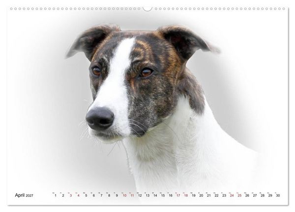 Produktbild: Windhund Portrait 2027 White Edition (Wandkalender 2027 DIN A2 quer), CALVENDO Monatskalender