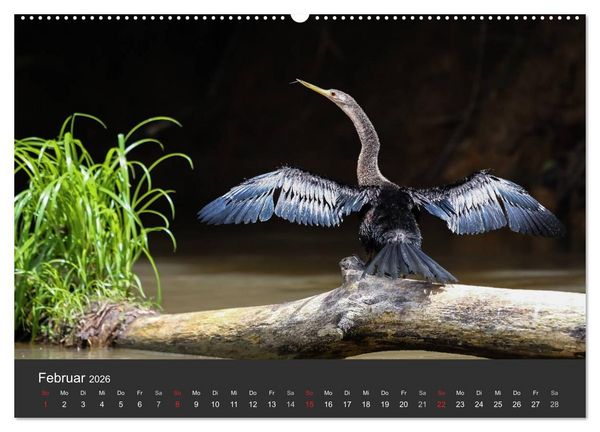 Produktbild: Costa Rica 2026 Exotische Vogelwelt (Wandkalender 2026 DIN A2 quer), CALVENDO Monatskalender