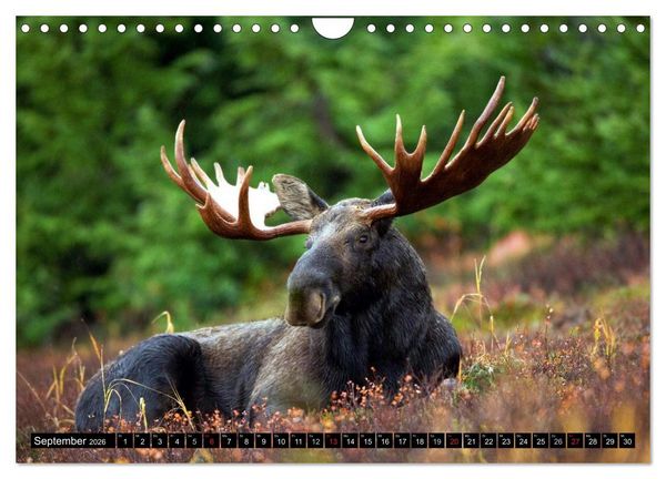 Produktbild: Kanada - Das Paradies f&uuml;r Entdecker (Wandkalender 2026 DIN A4 quer), CALVENDO Monatskalender