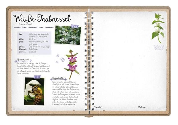 Produktbild: Naturforscher-Kids &ndash; Bl&uuml;ten und Bl&auml;tter entdecken und sammeln