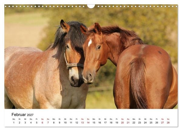 Produktbild: PFERDE - Zwischen Himmel, Erde und Hufschlag (Wandkalender 2027 DIN A3 quer), CALVENDO Monatskalender