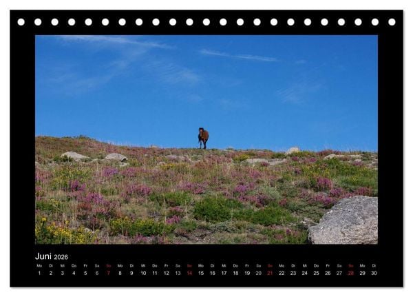 Produktbild: Garranos - Bedrohte Wildpferde Europas (Tischkalender 2026 DIN A5 quer), CALVENDO Monatskalender