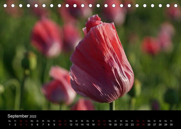 Produktbild: Mohnbl&uuml;te in Germerode (Tischkalender 2022 DIN A5 quer)