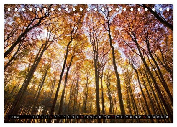 Produktbild: Zauberhafter Sachsenwald (Tischkalender 2026 DIN A5 quer), CALVENDO Monatskalender