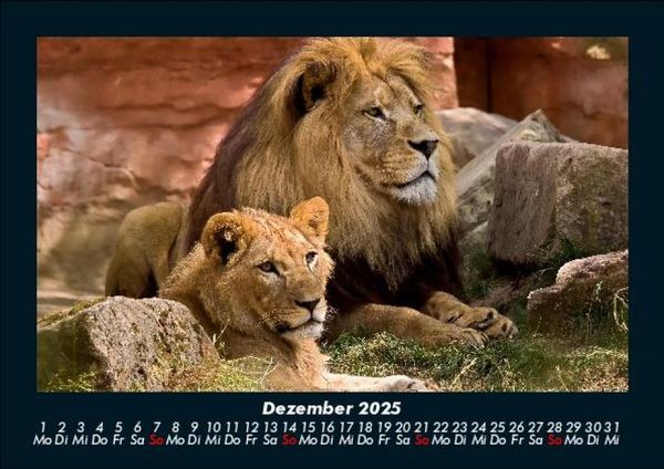 Produktbild: L&ouml;wen in der Wildnis 2025 Fotokalender DIN A5