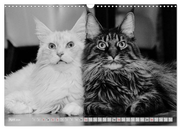 Produktbild: Katzen Pers&ouml;nlichkeiten 2026 (Wandkalender 2026 DIN A3 quer), CALVENDO Monatskalender