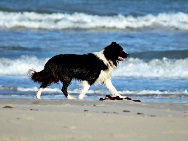 Produktbild: CALVENDO Puzzle JayJay am Strand von Gr&oslash;nh&oslash;j | 1000 Teile Lege-Gr&ouml;&szlig;e 64x48cm Foto-Puzzle f&uuml;r gl&uuml;ckliche Stunden