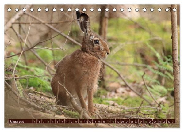 Produktbild: Zauberhafte Wesen - Reineke Fuchs und Meister Lampe (Tischkalender 2026 DIN A5 quer), CALVENDO Monatskalender