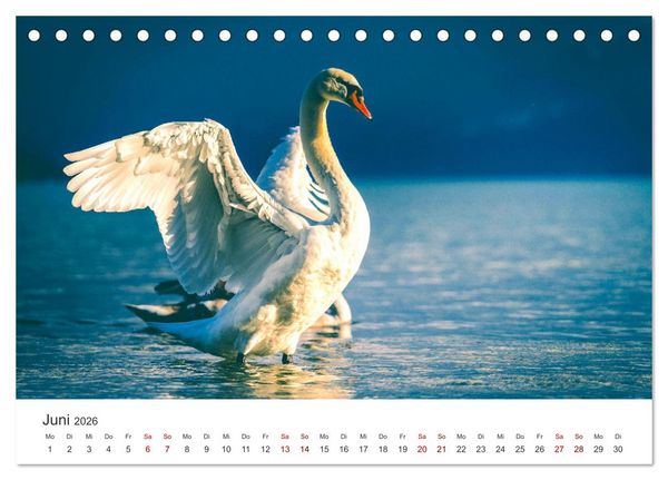 Produktbild: Schw&auml;ne - Prachtvolle Federkleider. (Tischkalender 2026 DIN A5 quer), CALVENDO Monatskalender