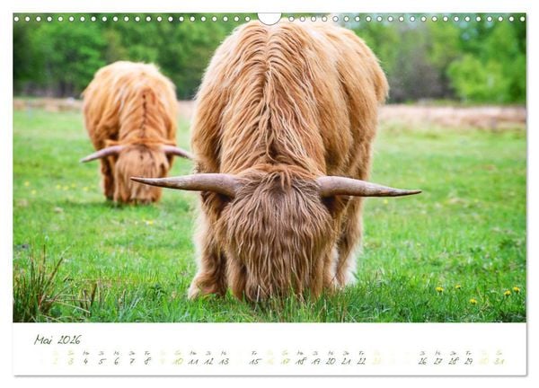 Produktbild: Das Hochlandrind (Wandkalender 2026 DIN A3 quer), CALVENDO Monatskalender