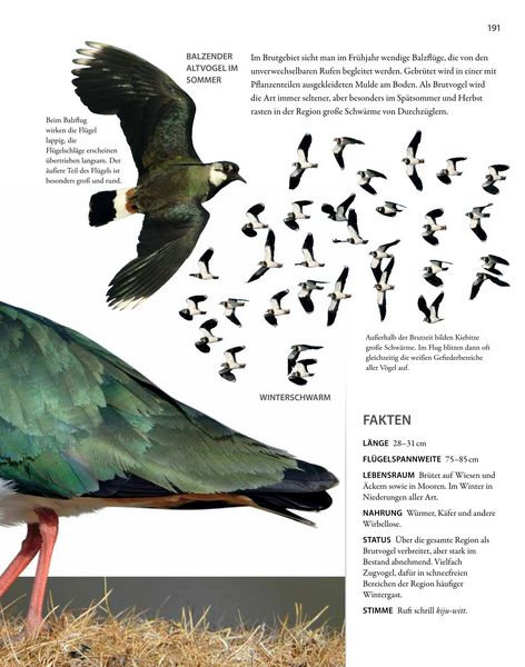 Produktbild: V&ouml;gel lebensgro&szlig;