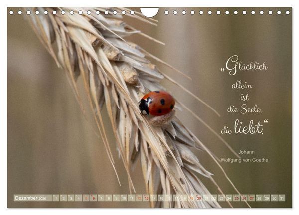 Produktbild: Marienk&auml;fer & Zitate - Sieben Punkte zum Gl&uuml;ck (Wandkalender 2026 DIN A4 quer), CALVENDO Monatskalender