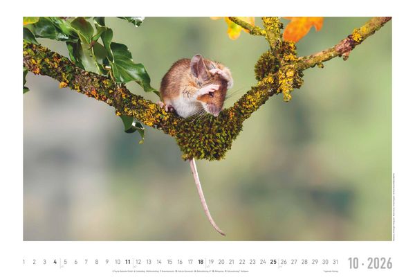 Geheimnisvolles Waldleben 2026 - Bildkalender 49,5x33 cm - Tiere und Pflanzen in unseren heimischen Wäldern - Wandkalender - Wandplaner - Tierkalender