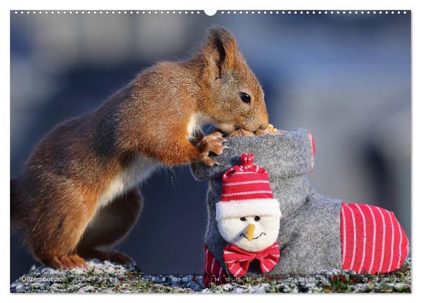 Produktbild: Eichh&ouml;rnchen Luna und ihre Kinder (Wandkalender 2026 DIN A2 quer), CALVENDO Monatskalender