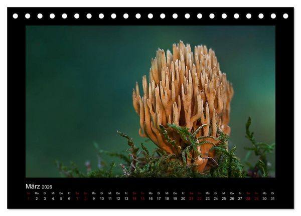 Produktbild: Pilzgalerie - Heimische Pilze aus der Region Rheinland-Pfalz (Tischkalender 2026 DIN A5 quer), CALVENDO Monatskalender