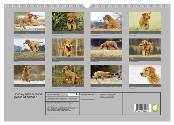 Produktbild: Chesley Kleiner Hund grosse Abenteuer (Wandkalender 2026 DIN A3 quer), CALVENDO Monatskalender