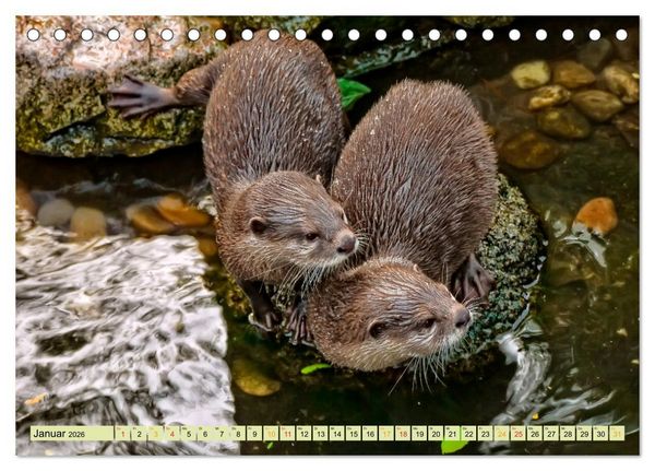 Produktbild: Fischotter - putzige Kerlchen und elegante Schwimmer (Tischkalender 2026 DIN A5 quer), CALVENDO Monatskalender