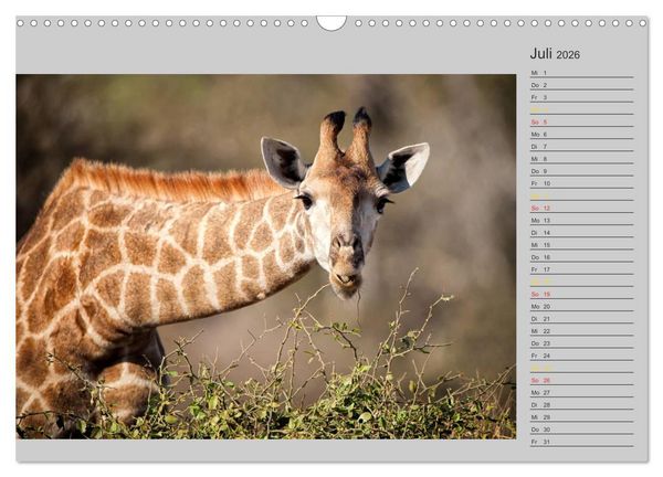 Produktbild: Twigas - Giraffen (Wandkalender 2026 DIN A3 quer), CALVENDO Monatskalender