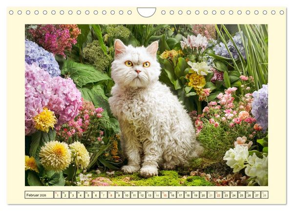 Produktbild: Selkirk Rex Katzen. Lockenzauber im Blumengarten (Wandkalender 2026 DIN A4 quer), CALVENDO Monatskalender
