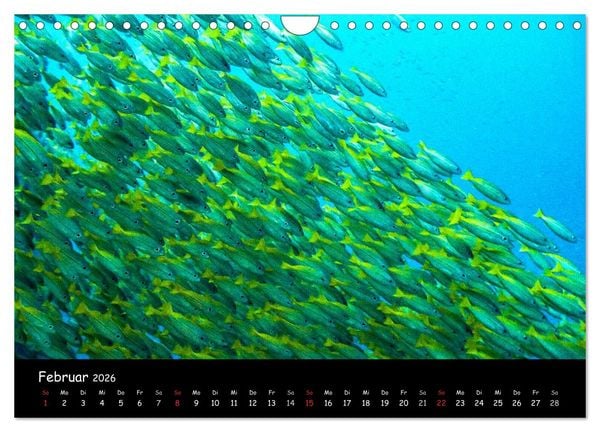 Produktbild: Die Welt unter Wasser (Wandkalender 2026 DIN A4 quer), CALVENDO Monatskalender