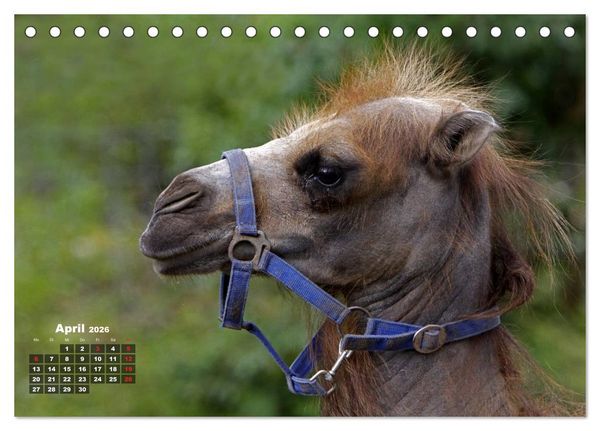 Produktbild: Kamele (Tischkalender 2026 DIN A5 quer), CALVENDO Monatskalender