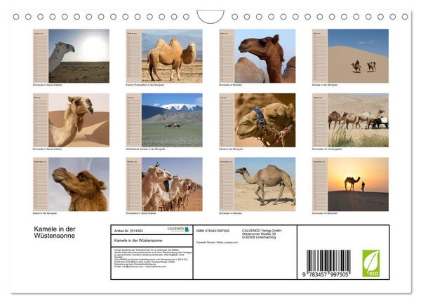 Produktbild: Kamele in der W&uuml;stensonne (Wandkalender 2026 DIN A4 quer), CALVENDO Monatskalender