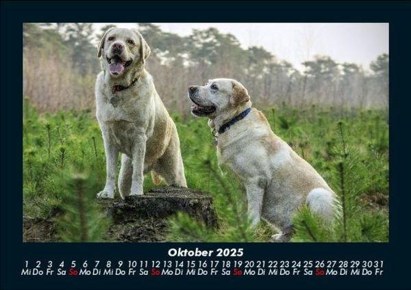 Produktbild: Hunde 2025 Fotokalender DIN A5